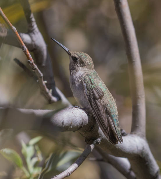 istock Female Black-chinned Hummingbird 669760986