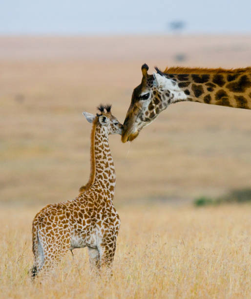 Female giraffe with a baby in the savannah. Female giraffe with a baby in the savannah. Kenya. Tanzania. East Africa. An excellent illustration. masai giraffe stock pictures, royalty-free photos & images