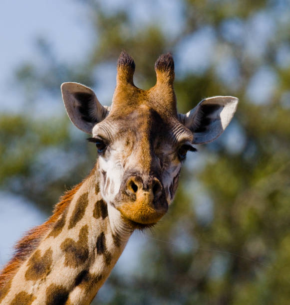 istock Portrait of a giraffe. 669761046