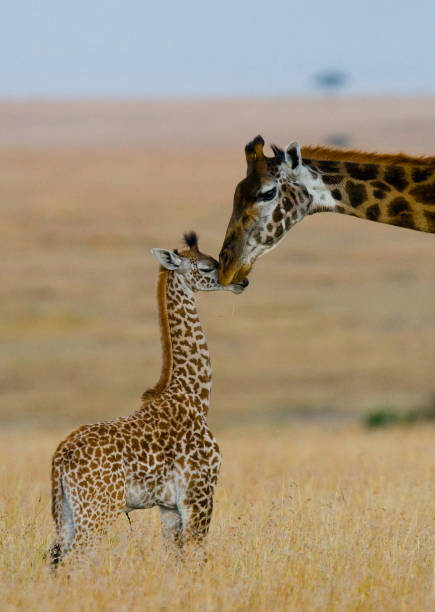 istock Female giraffe with a baby in the savannah. 669761108