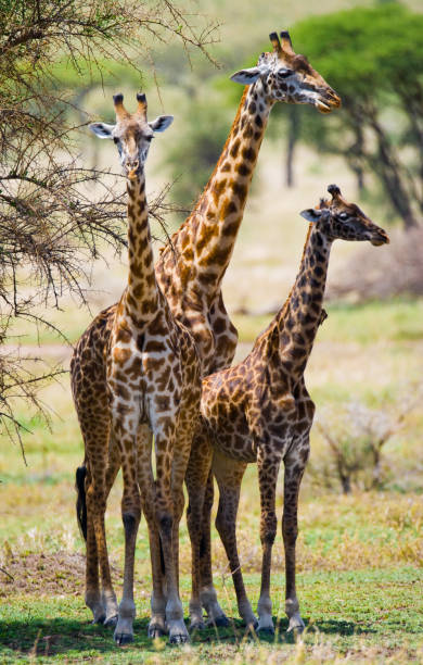 istock Female giraffe with a baby in the savannah. 669761122