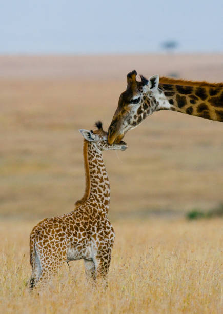 istock Female giraffe with a baby in the savannah. 669761268