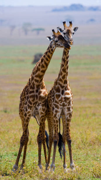 istock Two giraffes in savanna. 669761450