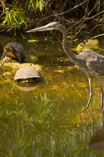 istock Great blue heron stands with two turtles in the Everglades. 669761478