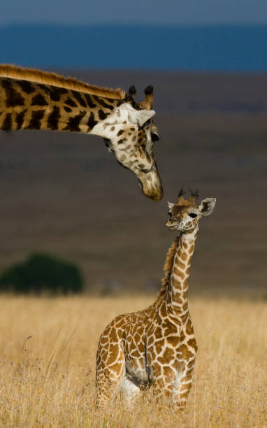 istock Female giraffe with a baby in the savannah. 669761482