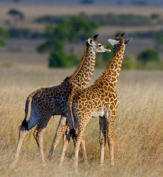 istock Two baby giraffe in savanna. 669761978