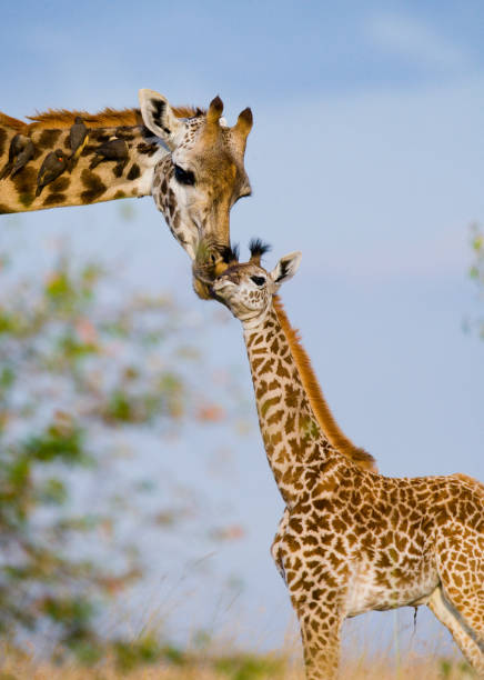 istock Female giraffe with a baby in the savannah. 669762264