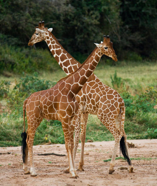 istock Two giraffes in savanna. 669764336