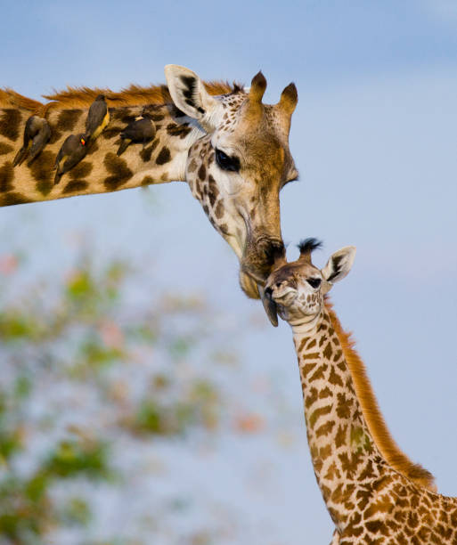 istock Female giraffe with a baby in the savannah. 669764342