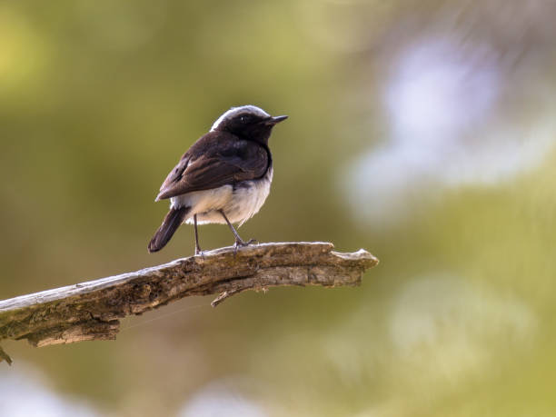 istock Endemic Cyprus wheatear on branch with green background 669765312