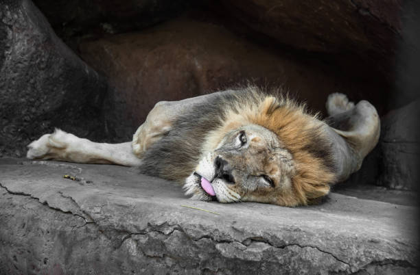 Portrait of resting male lion with majestic pose
