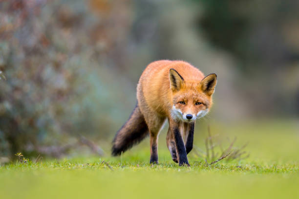 Fox walking on grass European red fox (Vulpes vulpes) walking on grass in the dunes with bush of common sea-buckthorn (Hippophae rhamnoides) in background red fox stock pictures, royalty-free photos & images