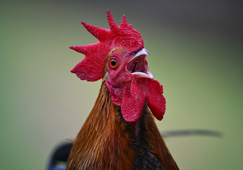 close-up of a beautiful crowing rooster