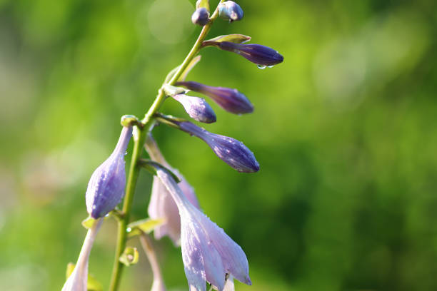 istock flower liliac petal 669772982