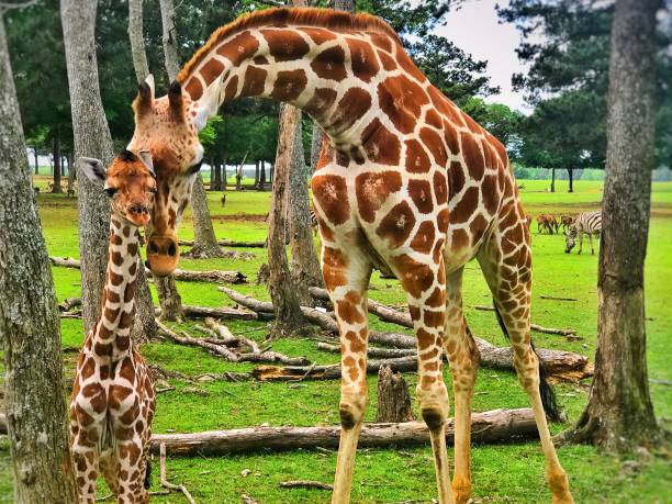 Giraffe in selective focus on green natural background. A family of giraffes with a three day old baby close by, a flock of giraffes. Portrait of an animal in detail