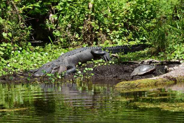 istock Alligator sunning on siver bank next to turtle 669778740
