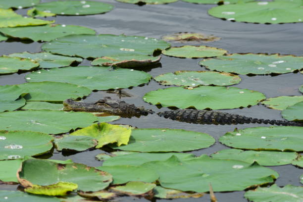istock Alligator hiding amongst lily pads 669778782