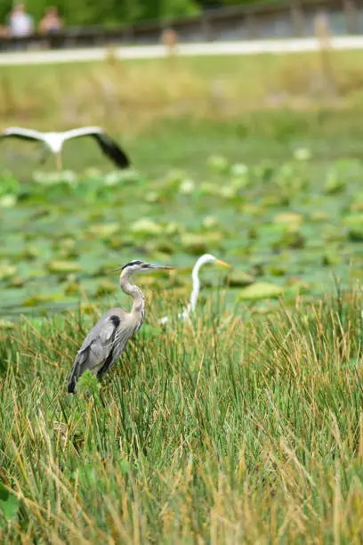 A Great Egret and Great blue heron standing in tall grasses as woodstork flying in