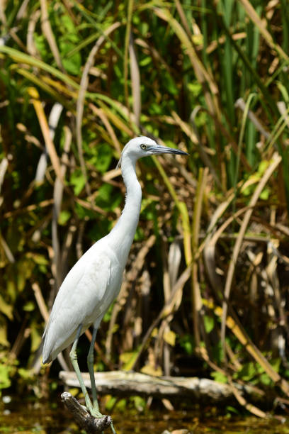 Inquisitive looking white-faced heron juvenile portrait isolated on black.