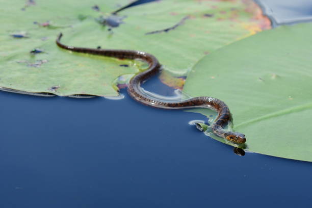Water level view of juvenile banded water snake winding its way over lily pad leaves, its head reflected in the water