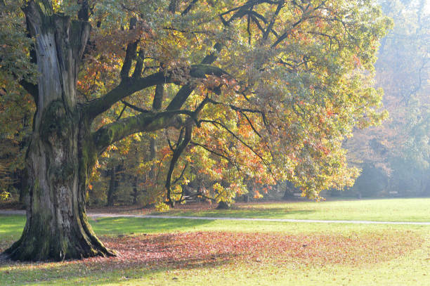 istock Autumn tree in Maksimir park, Zagreb, Croatia 669779404
