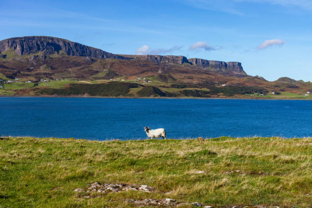 istock A sheep at Staffin Bay, Isle of Skye 669779436