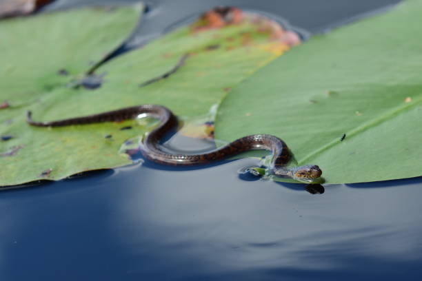 istock Low angle macro of water snake on floating lily pad leaves 669779452