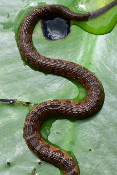 istock Winding water snake body on lily pad macro 669779728