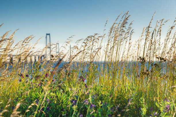 Sea view through the grass and wild flowers