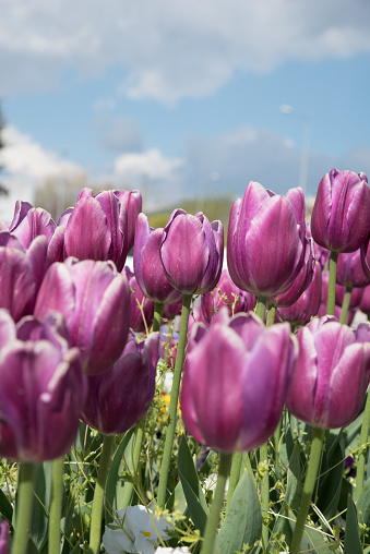 Different kinds of tulips in Mugla
