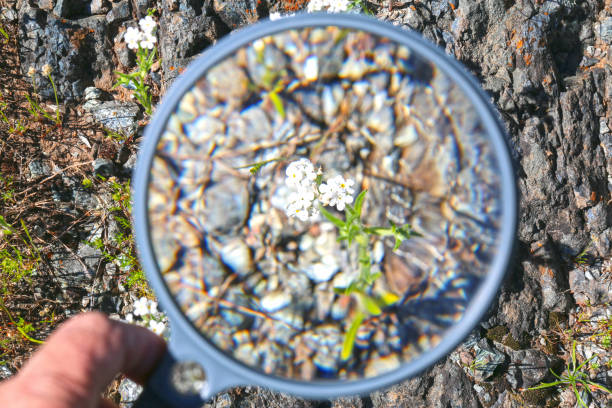 istock Hand Holding Magnifying Glass Over White Flower 669782702