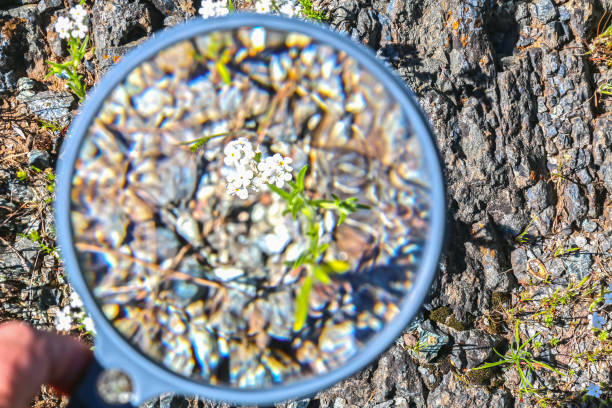 istock Hand Holding Magnifying Glass Over White Flower 669782706