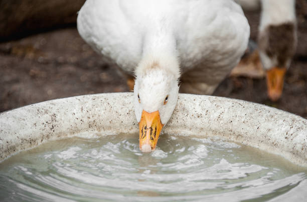 istock white large goose drinking water from dishes on the farm 669785054
