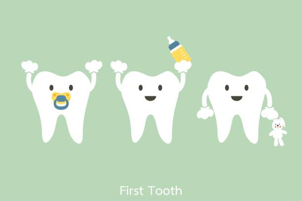 first teeth dental cartoon vector, baby tooth - first teeth concept baby teeth stock illustrations