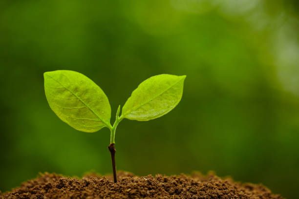 istock Spring Bud Growing with green Nature Background 669792322