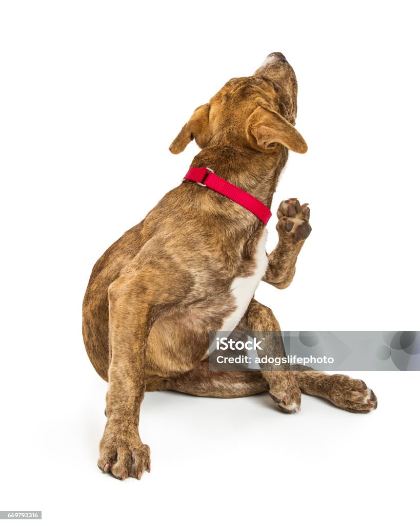 Puppy Scratching Itch - Isolated on White Cute puppy on white scratching an itch Dog Stock Photo