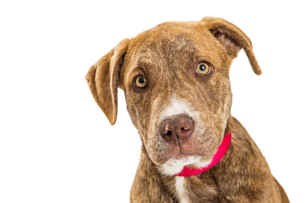 istock Closeup Portrait Brindle Puppy Dog 669793580