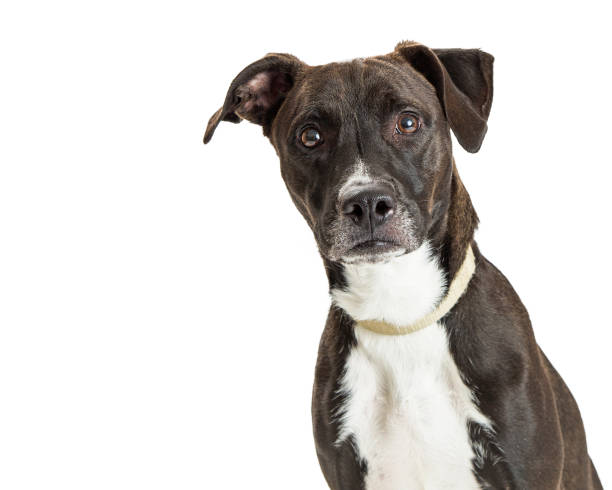 istock Attentive Large Dark Brown Dog Closeup 669796664