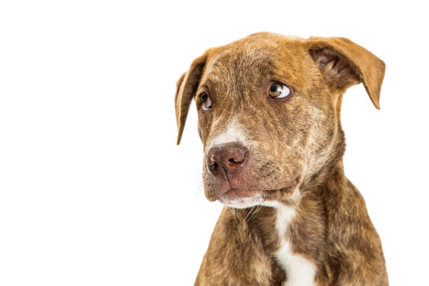 primer plano de sad guilty puppy - culpabilidad fotografías e imágenes de stock