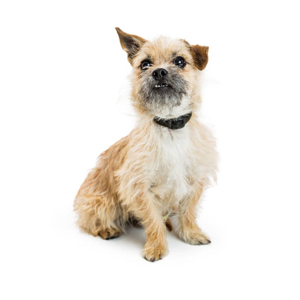 Shaggy Border Terrier Crossbreed Dog Cute wire-haired Border Terrier mixed breed dog sitting on white background looking forward border terrier stock pictures, royalty-free photos & images