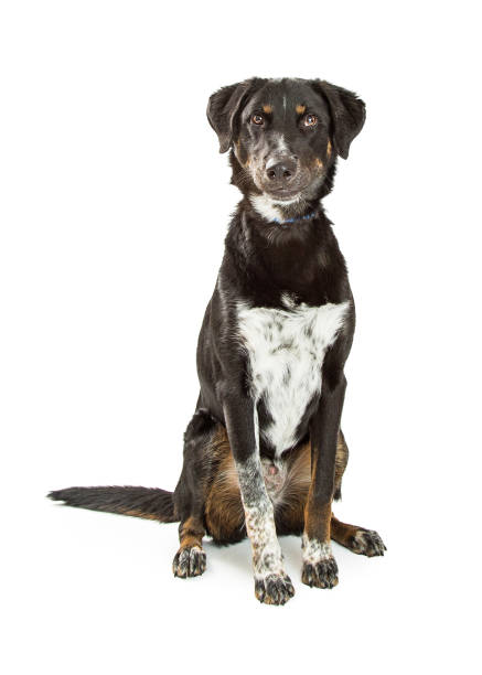 istock Cute Crossbreed Black and Tan Hound Dog 669797036