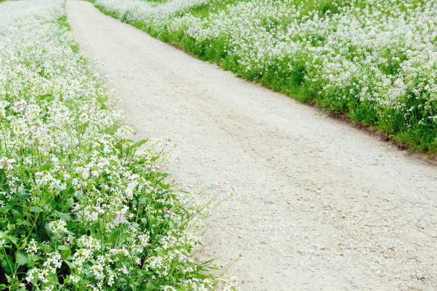 The road where the japanese radish flower blooms, the flower of the crumb let's see the scenery of the suburbs of Tokyo, and the shore of tama river