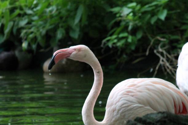istock pink flamingo in water with long neck 669804914