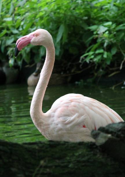 istock pink flamingo in water with long neck 669804916