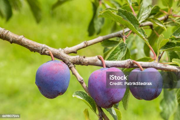 Foto de Preto Ameixas Doris Amadurecendo Na Árvore De Ameixa e mais fotos de stock de Ameixa - Fruta