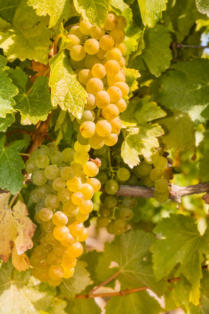 istock ripe grapes on vine in vineyard 669807822