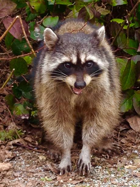 istock The Crafty Raccoon 669811716