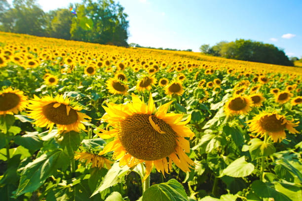 SunFlower Fields gorgeous sunflowers lawrence kansas stock pictures, royalty-free photos & images