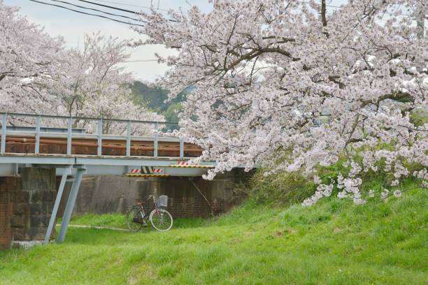 istock Cherry blossom trees on the Tamayu River（Matsue, Shimane Prefecture (Tamatsukuri-Onsen)) 669814604