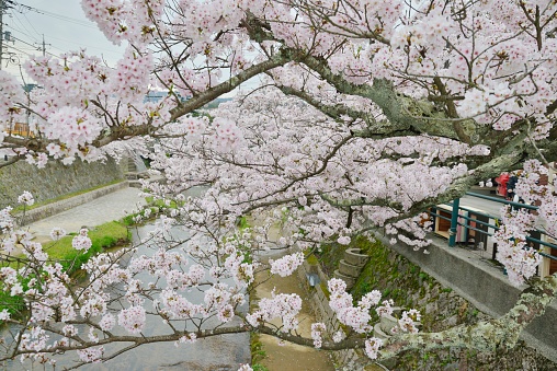 Cherry blossom trees on the Tamayu River（Matsue, Shimane Prefecture (Tamatsukuri-Onsen))